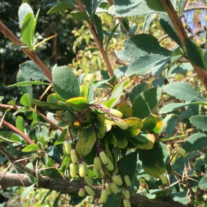 Photographie n°2573653 du taxon Berberis vulgaris L. [1753]