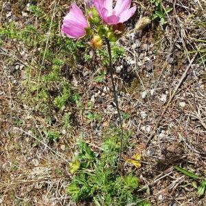 Photographie n°2573677 du taxon Malva moschata L. [1753]