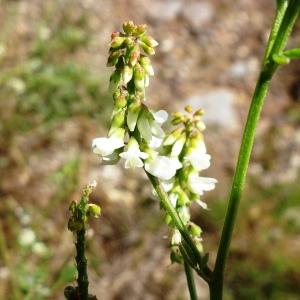 Photographie n°2573681 du taxon Melilotus albus Medik. [1787]