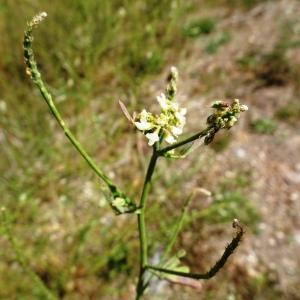 Photographie n°2573684 du taxon Melilotus albus Medik. [1787]