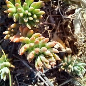 Photographie n°2573816 du taxon Sedum album L.