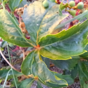 Photographie n°2573854 du taxon Parthenocissus quinquefolia (L.) Planch.