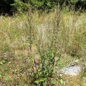 Photographie n°2573876 du taxon Artemisia vulgaris L. [1753]