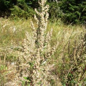 Photographie n°2573877 du taxon Artemisia vulgaris L. [1753]