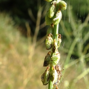 Photographie n°2573896 du taxon Melilotus albus Medik. [1787]