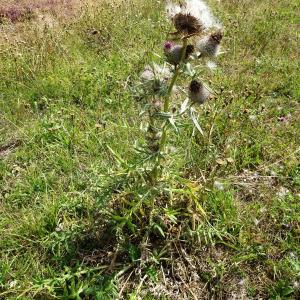  - Cirsium eriophorum (L.) Scop. [1772]