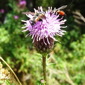 Photographie n°2573929 du taxon Cirsium arvense (L.) Scop. [1772]