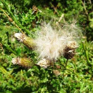 Photographie n°2573933 du taxon Cirsium arvense (L.) Scop. [1772]