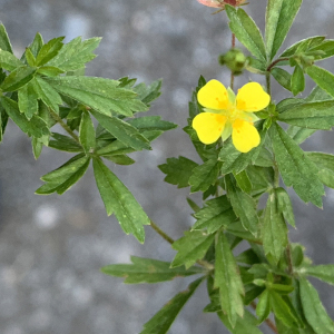  - Potentilla erecta (L.) Räusch. [1797]