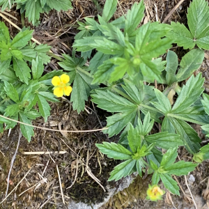  - Potentilla erecta (L.) Räusch. [1797]