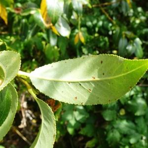 Photographie n°2574012 du taxon Salix pentandra L. [1753]