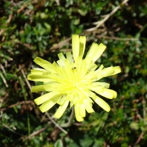 Photographie n°2574028 du taxon Pilosella officinarum Vaill. [1754]