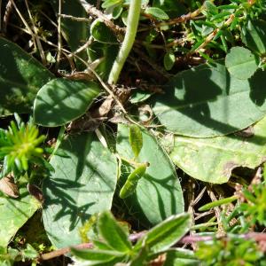 Photographie n°2574029 du taxon Pilosella officinarum Vaill. [1754]