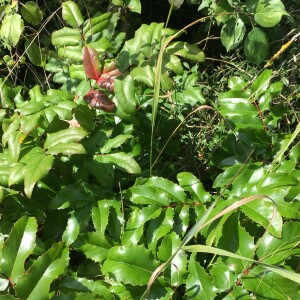 Photographie n°2574037 du taxon Berberis aquifolium Pursh [1814]