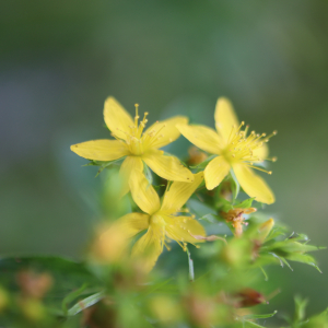 Photographie n°2574040 du taxon Hypericum tetrapterum Fr. [1823]