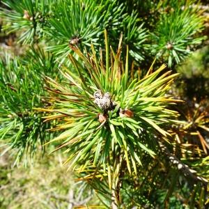 Photographie n°2574056 du taxon Pinus mugo subsp. uncinata (Ramond ex DC.) Domin [1936]