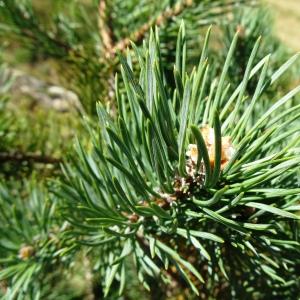 Photographie n°2574057 du taxon Pinus mugo subsp. uncinata (Ramond ex DC.) Domin [1936]
