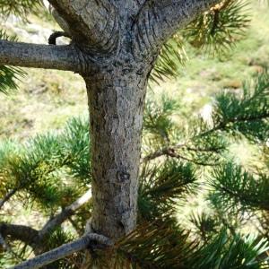 Photographie n°2574059 du taxon Pinus mugo subsp. uncinata (Ramond ex DC.) Domin [1936]