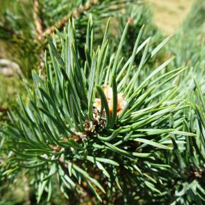 Photographie n°2574061 du taxon Pinus mugo subsp. uncinata (Ramond ex DC.) Domin [1936]