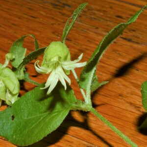 Photographie n°2574150 du taxon Silene baccifera (L.) Roth