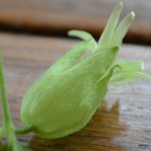 Photographie n°2574151 du taxon Silene baccifera (L.) Roth