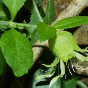 Photographie n°2574154 du taxon Silene baccifera (L.) Roth