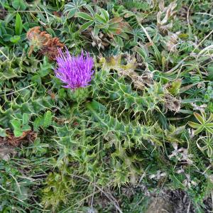 Photographie n°2574245 du taxon Cirsium acaulon (L.) Scop. [1769]