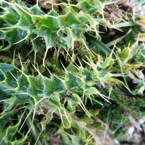 Photographie n°2574246 du taxon Cirsium acaulon (L.) Scop. [1769]