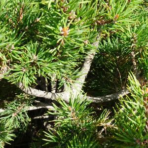 Photographie n°2574247 du taxon Pinus mugo subsp. uncinata (Ramond ex DC.) Domin [1936]