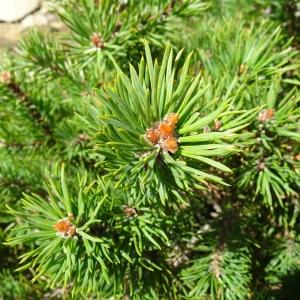 Photographie n°2574248 du taxon Pinus mugo subsp. uncinata (Ramond ex DC.) Domin [1936]
