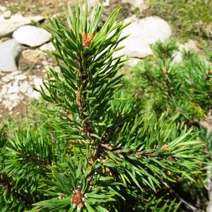 Photographie n°2574249 du taxon Pinus mugo subsp. uncinata (Ramond ex DC.) Domin [1936]