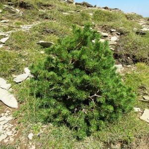 Photographie n°2574250 du taxon Pinus mugo subsp. uncinata (Ramond ex DC.) Domin [1936]