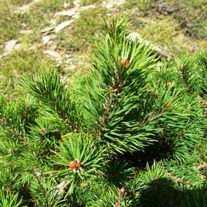 Photographie n°2574251 du taxon Pinus mugo subsp. uncinata (Ramond ex DC.) Domin [1936]