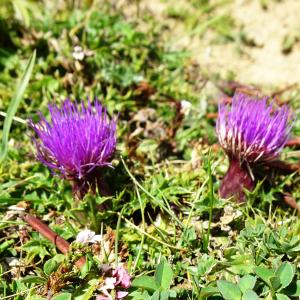 Photographie n°2574255 du taxon Cirsium acaulon (L.) Scop. [1769]