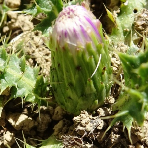 Photographie n°2574260 du taxon Cirsium acaulon (L.) Scop. [1769]