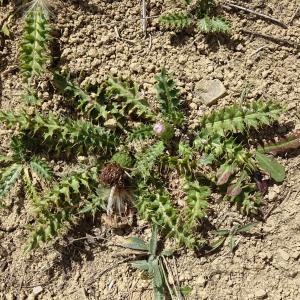 Photographie n°2574261 du taxon Cirsium acaulon (L.) Scop. [1769]