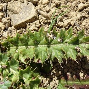 Photographie n°2574262 du taxon Cirsium acaulon (L.) Scop. [1769]