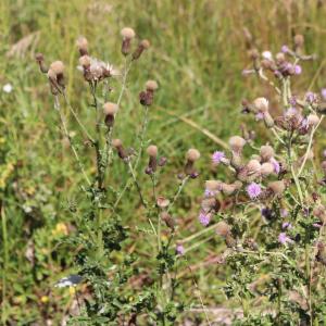 Photographie n°2574280 du taxon Cirsium arvense (L.) Scop. [1772]