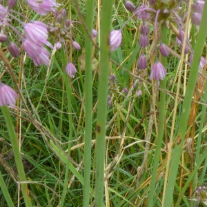 Photographie n°2574319 du taxon Allium carinatum L. [1753]