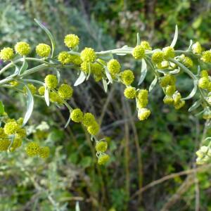 Photographie n°2574392 du taxon Artemisia absinthium L. [1753]