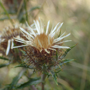 Photographie n°2574398 du taxon Carlina vulgaris L.