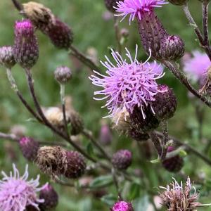 Photographie n°2574450 du taxon Cirsium arvense (L.) Scop. [1772]