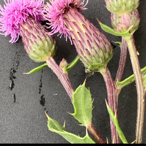 Photographie n°2574454 du taxon Cirsium arvense (L.) Scop. [1772]