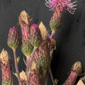 Photographie n°2574456 du taxon Cirsium arvense (L.) Scop. [1772]
