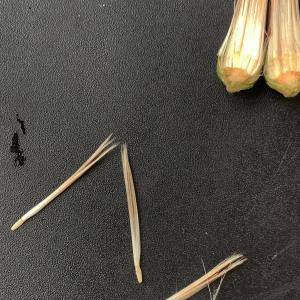 Photographie n°2574458 du taxon Cirsium arvense (L.) Scop. [1772]