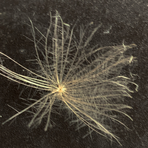 Photographie n°2574460 du taxon Cirsium arvense (L.) Scop. [1772]