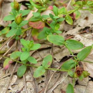 Photographie n°2574514 du taxon Hypericum humifusum L. [1753]