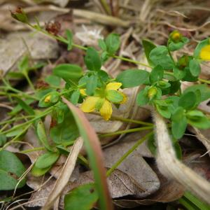 Photographie n°2574517 du taxon Hypericum humifusum L. [1753]