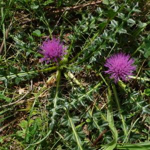 Photographie n°2574527 du taxon Cirsium acaulon (L.) Scop. [1769]