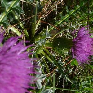 Photographie n°2574528 du taxon Cirsium acaulon (L.) Scop. [1769]